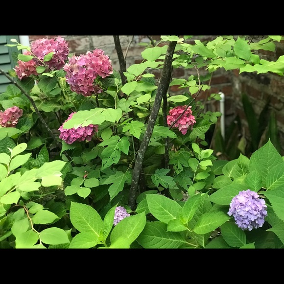 Meet your Posher, Anne - Picture 1 of 1